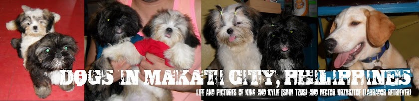 Dogs (Shih Tzus and a Labrador) in Makati City, Philippines