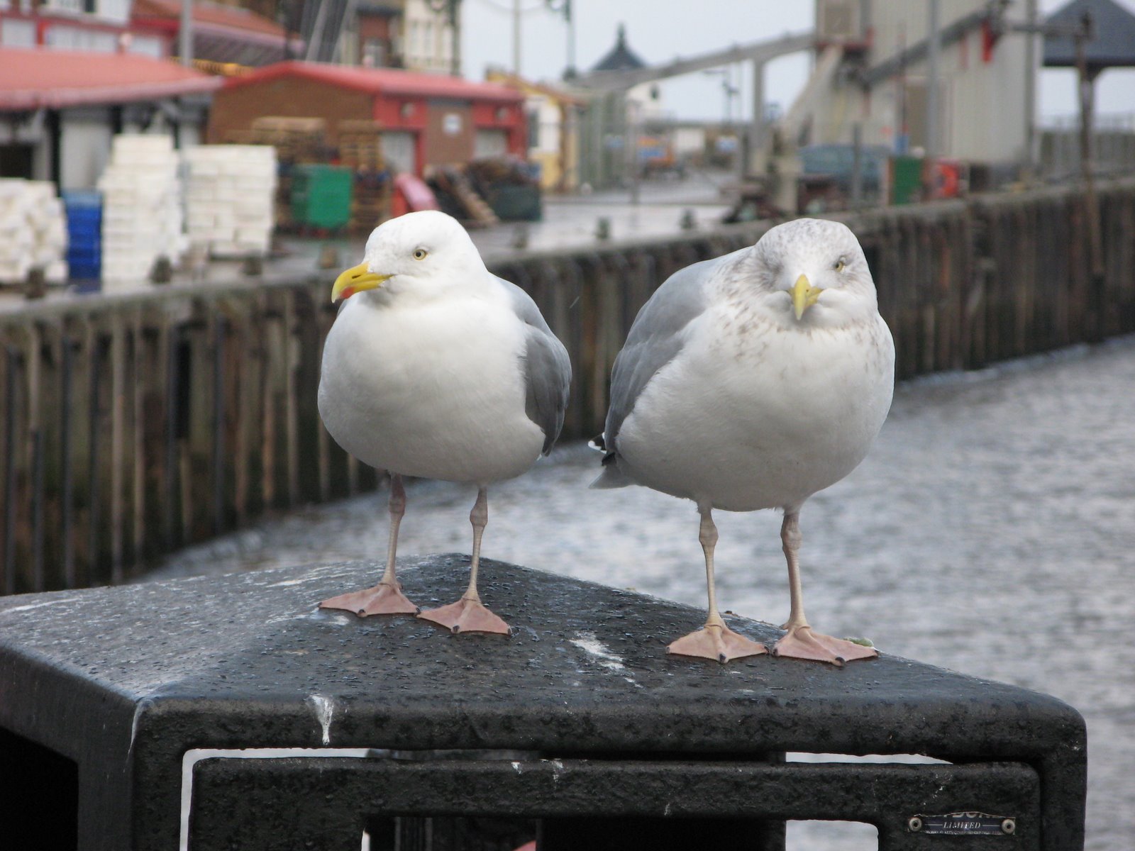 [IMG_2026.JPG]