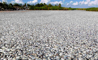 Sea of dead fish
