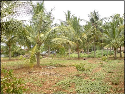 Coconut trees.
