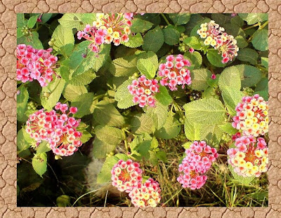 Lantana Flowers