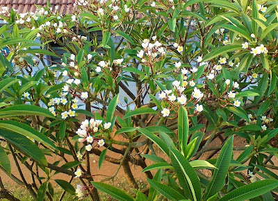 plumeria plant