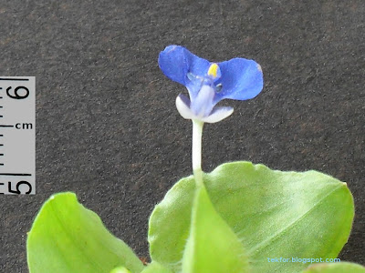 blue color flower.