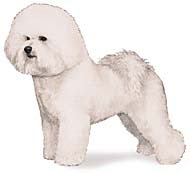 Bichon Frise