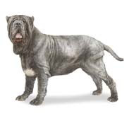 Neapolitan Mastiff