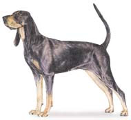 Black and Tan Coonhound