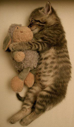 sleeping-cat8.jpg