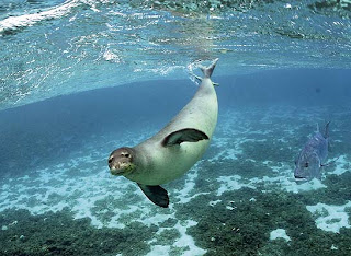 Foca monje - Naica Animales salvajes
