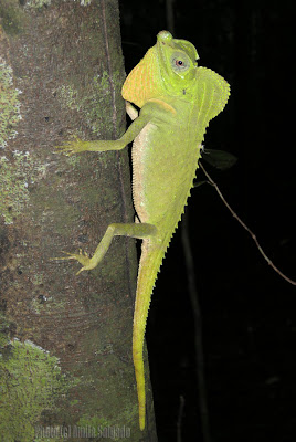 Hump-nosed Lizard - male 9 Jan, 2008