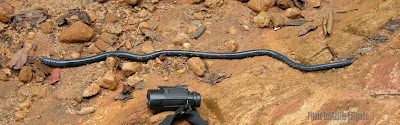 Giant Earthworm
