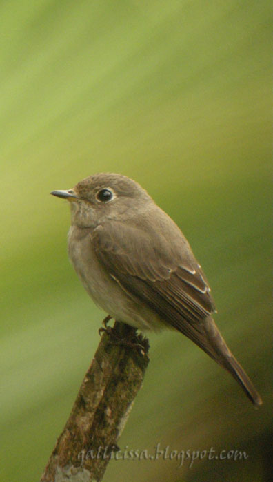 Asian Brown Flycatcher