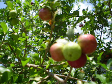 Acerolas que encantam