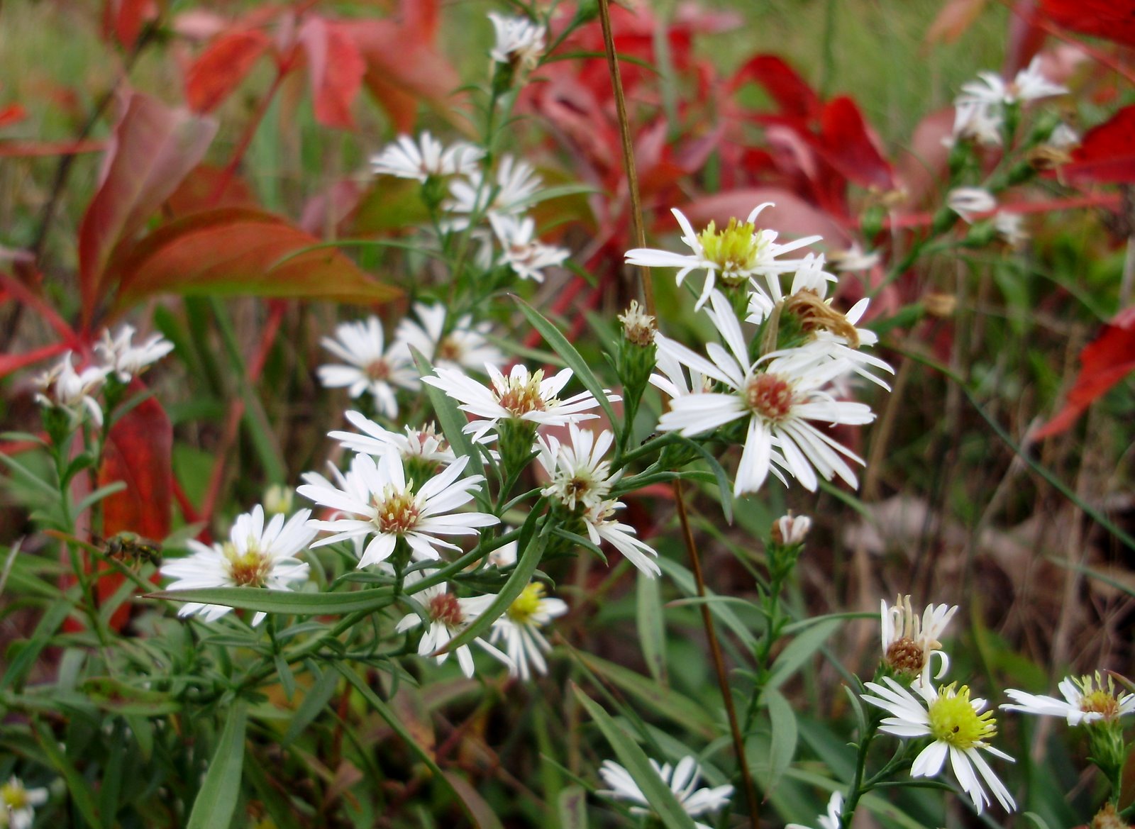 [White+Asters+with+Creeper.jpg]