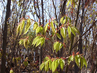 Zelkova+musashino