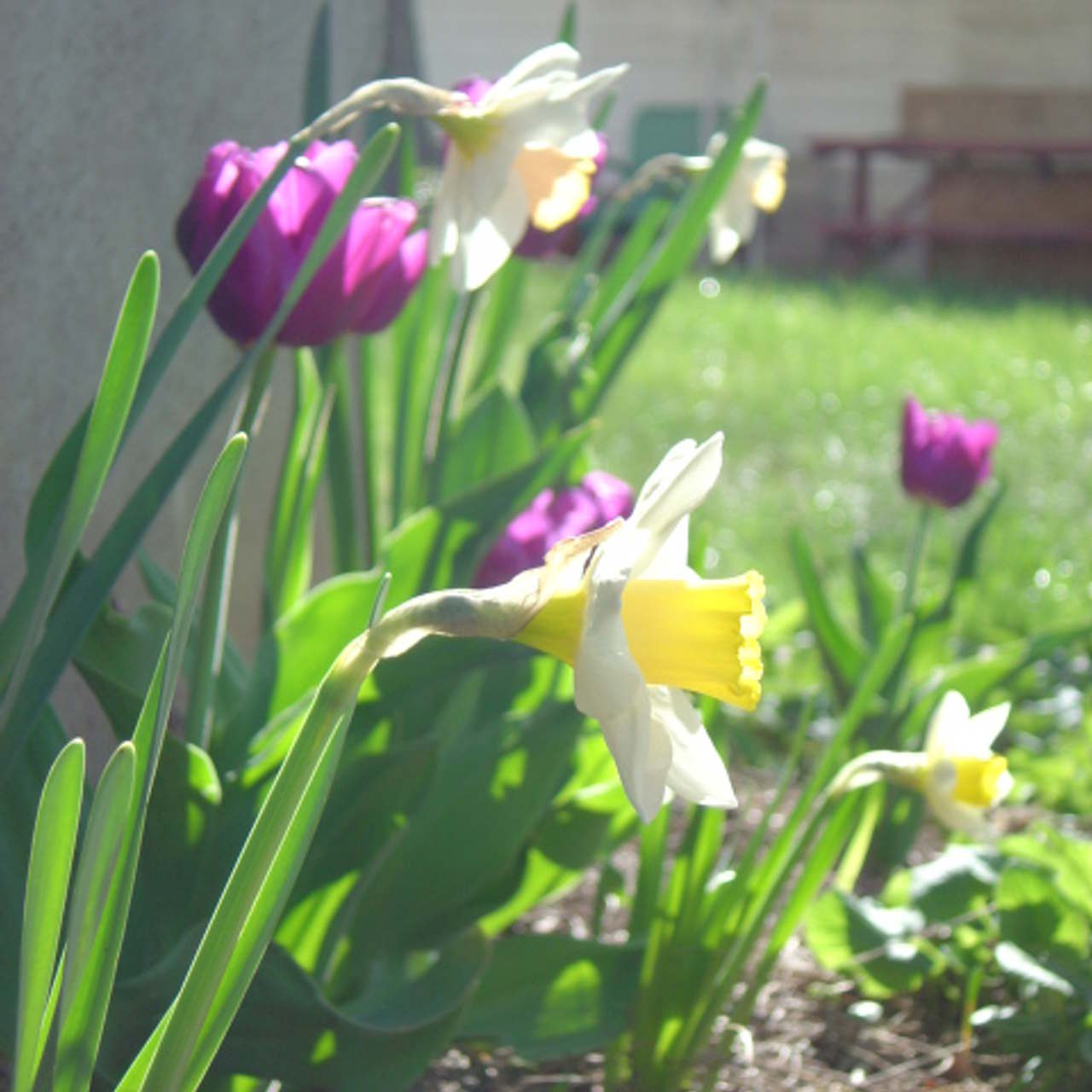 Tulips And Daffodils Together