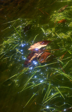 [Pixies_in_the_Water_by_SpunkOnAStick.jpg]