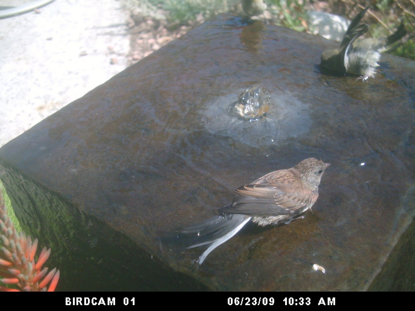 [junco.JPG]