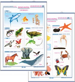 Clasificacion Animales: Clasificación de los animales