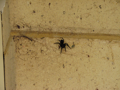 Black house spiders images Black house spiders images