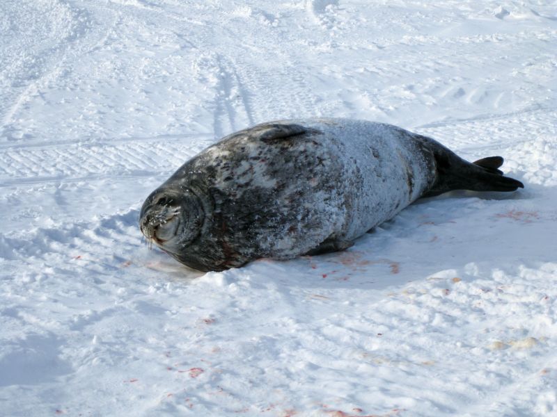 [21_03_seal.JPG]