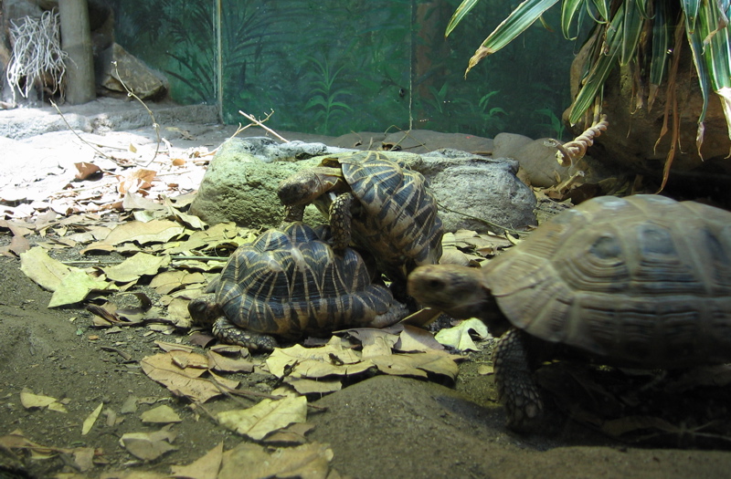 [tortoises.jpg]