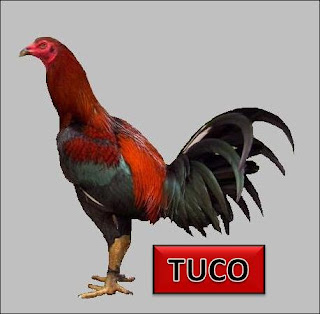 (Bình Tân) Bán gà peru con, asil con