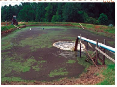 Manure Spill
