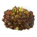 Lechuga Hoja de Roble