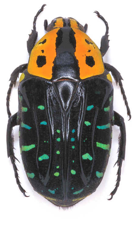 [Euchroea_clementi_riphaeus.jpg]