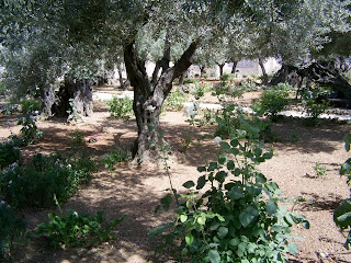 Jardin do Getsemani - Jerusalem