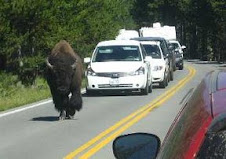 2007 Yellowstone Bison Road Block