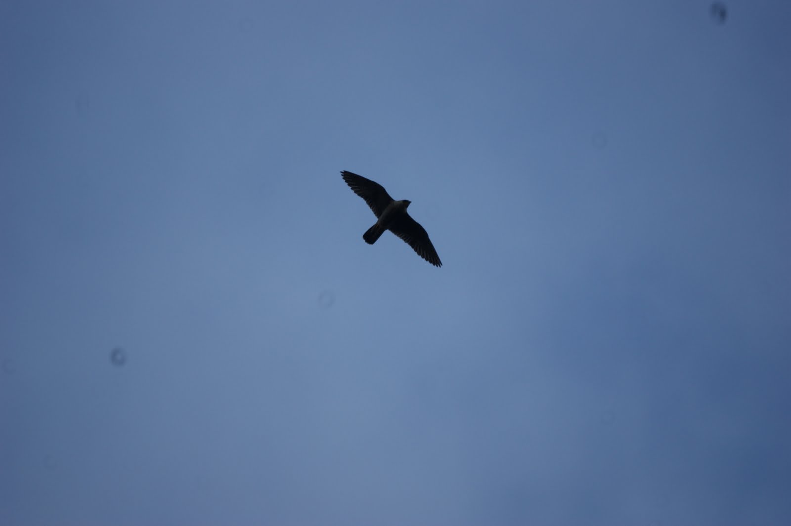 [DSC07964.JPG]
