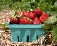 Berry Hill Farm Wisconsin