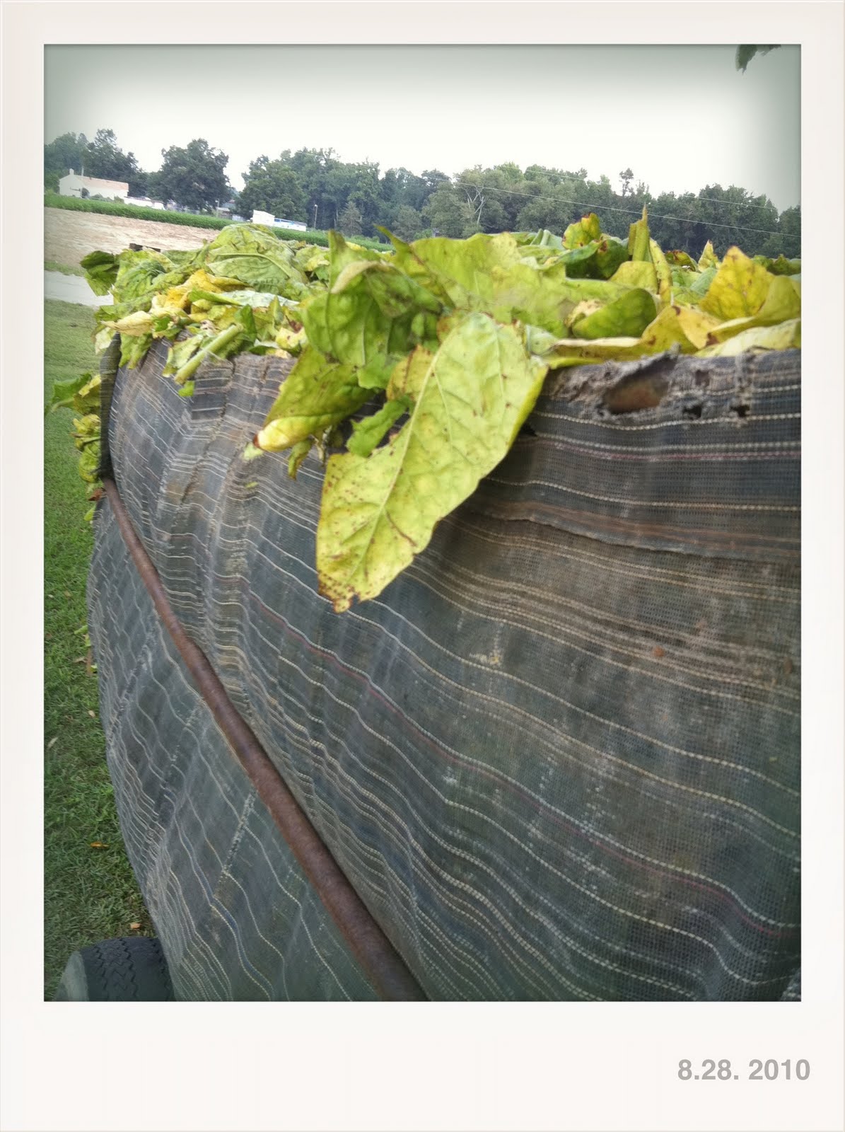 Lucky+strike+blue+nicotine