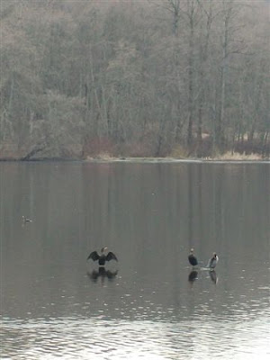 Cormorant and ducks on Deer Lake in Burnaby