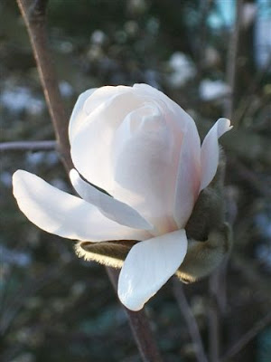 Magnolia closeup