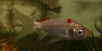Goldfish white (other side)