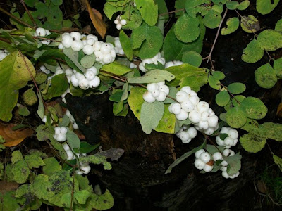 White snowberries