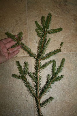 Branch of our Christmas tree