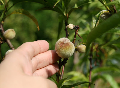 Tiny peach on our peach tree