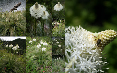 Bear grass