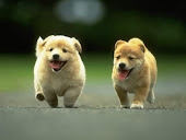 CHOW-CHOW :)