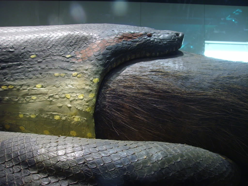anaconda snake anaconda snake