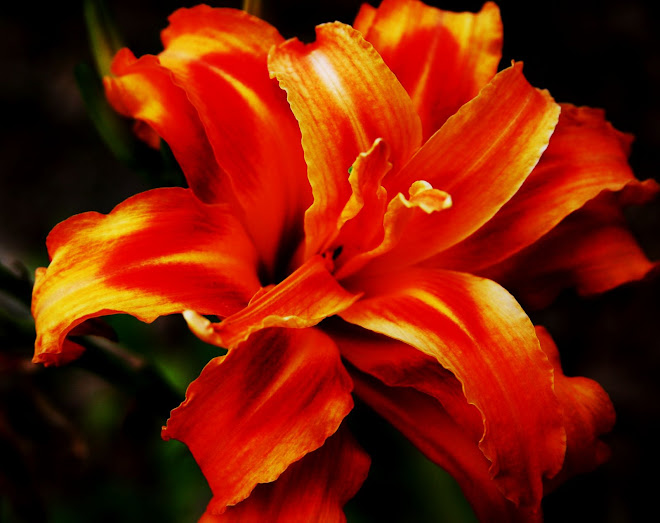Daylily by Ginger Barritt