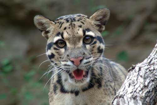 [cloud_leopard_1_blog.jpg]