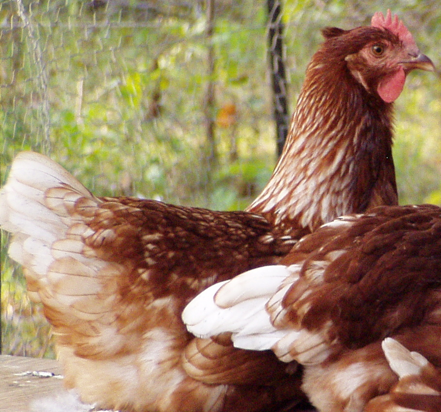 Ozark Mountain Family Homestead Homesteading with Chickens