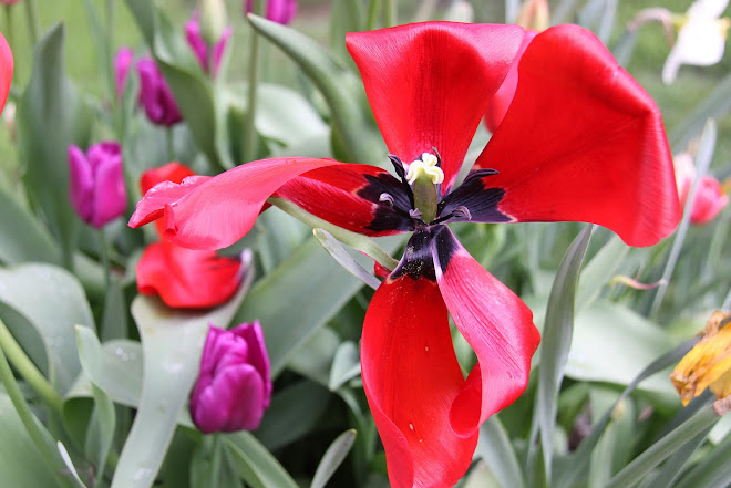 TWISTED RED TULIP