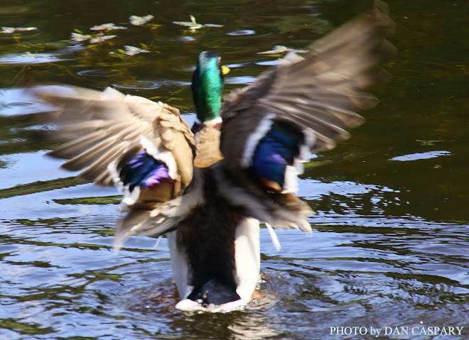 MALLARD FLAPPING APRIL 29