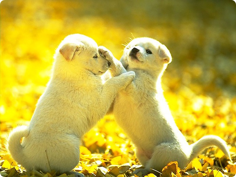 Cute And Puppies