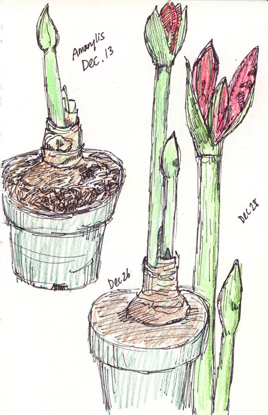 Amaryllis Sketch